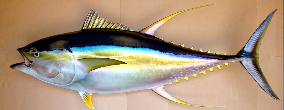 Thunnus albacares_05.jpg